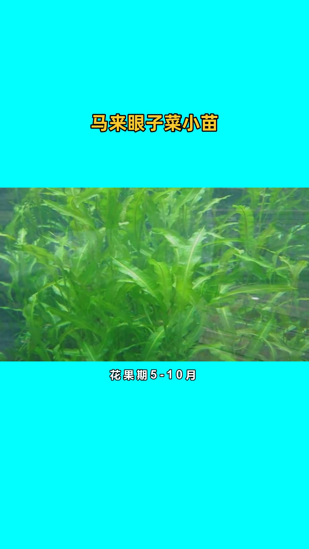 眼子菜介绍