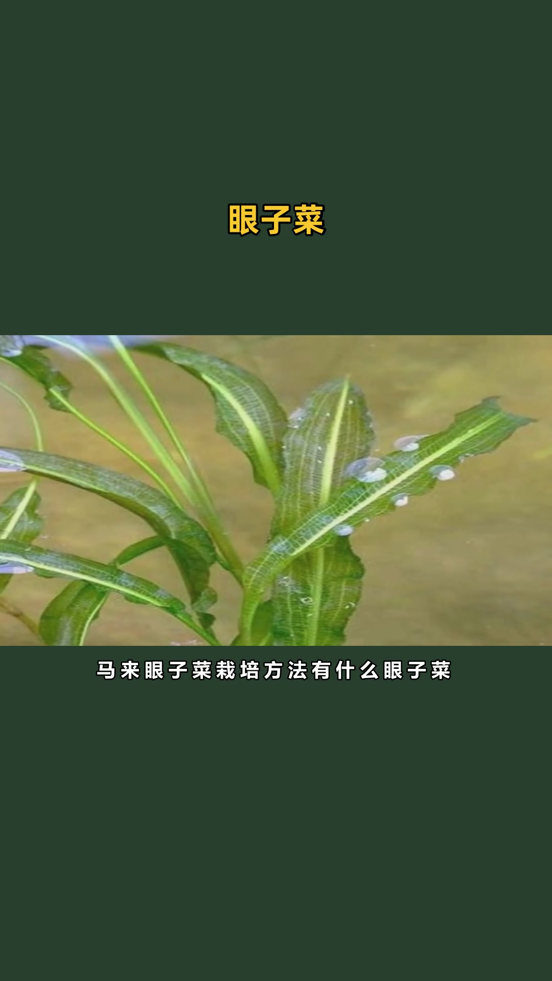 眼子菜特性