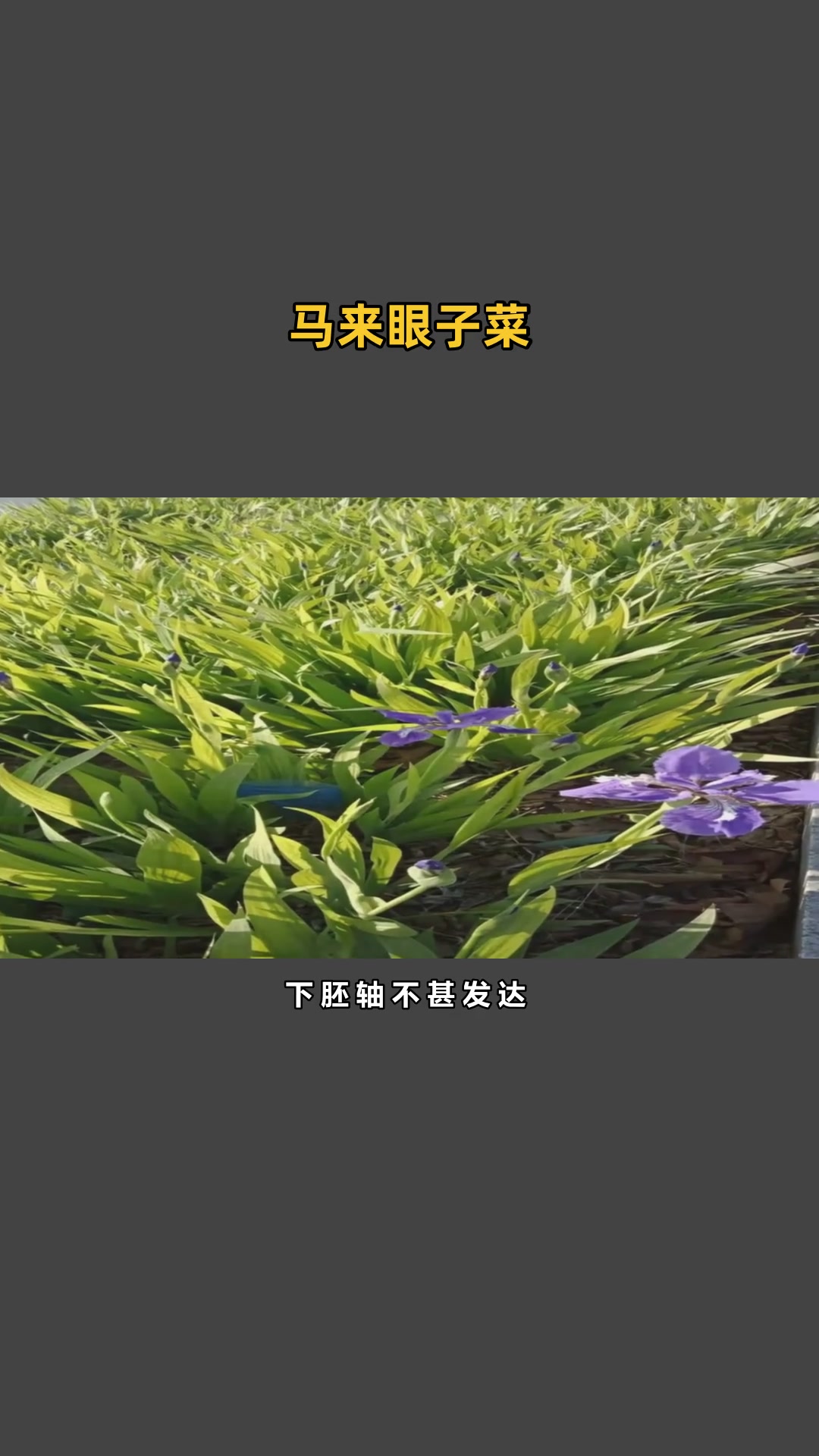 眼子菜优点