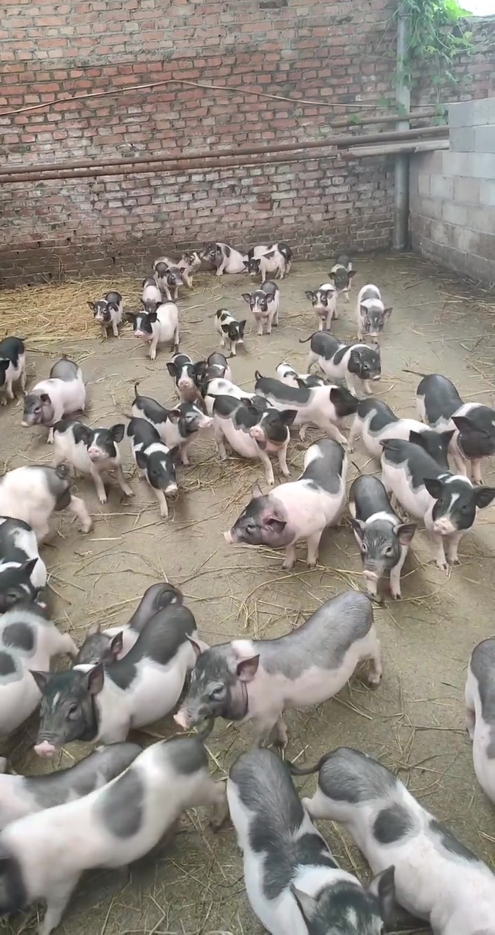 巴马香猪藏香猪养殖