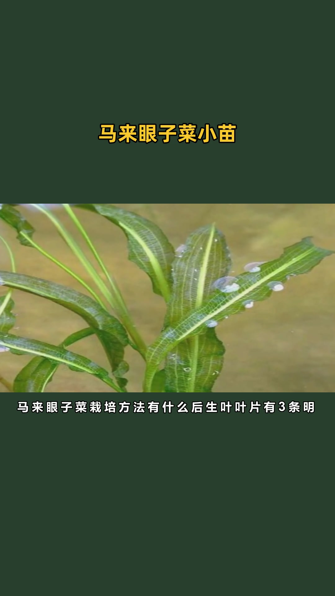 眼子菜种苗种植
