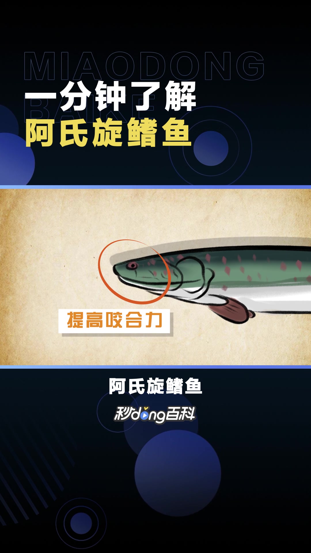阿氏旋鳍鱼:食肉鱼类