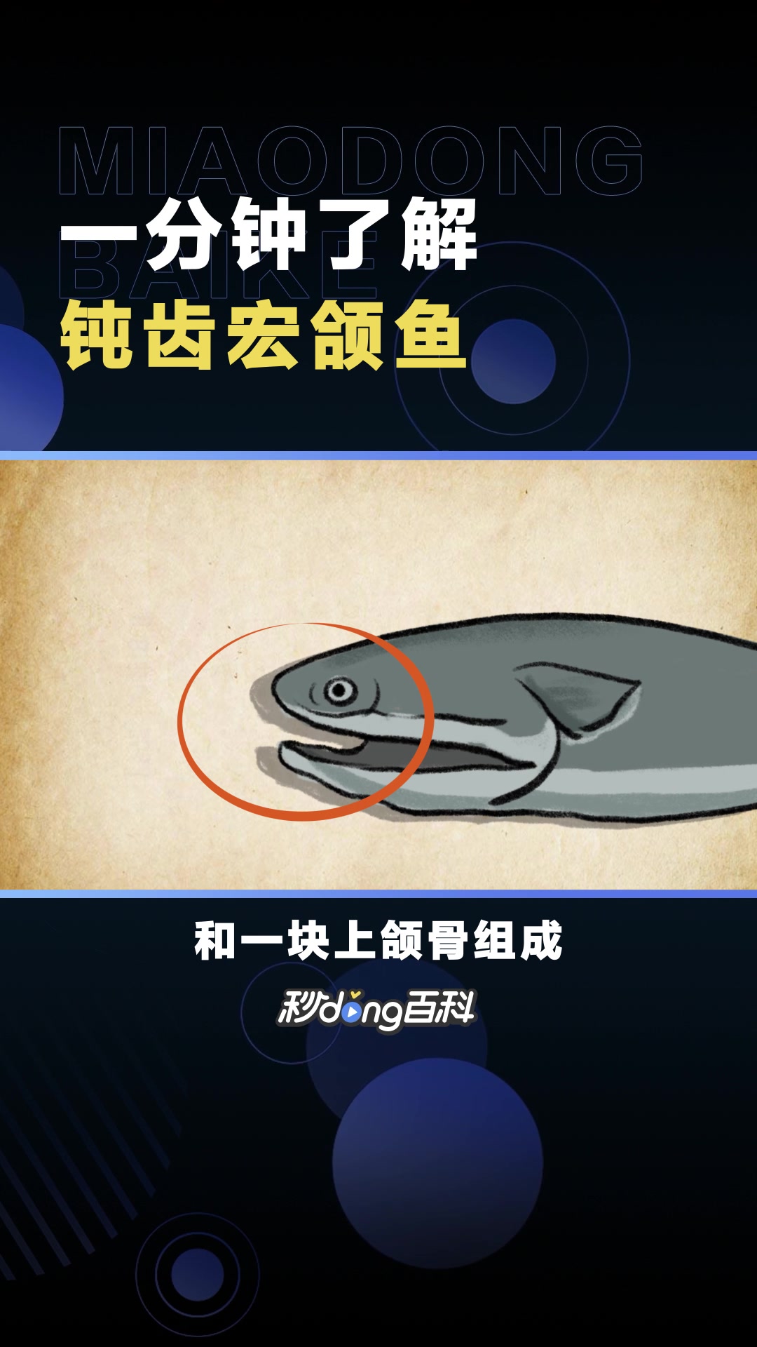 钝齿宏颌鱼:一种硬骨鱼化石