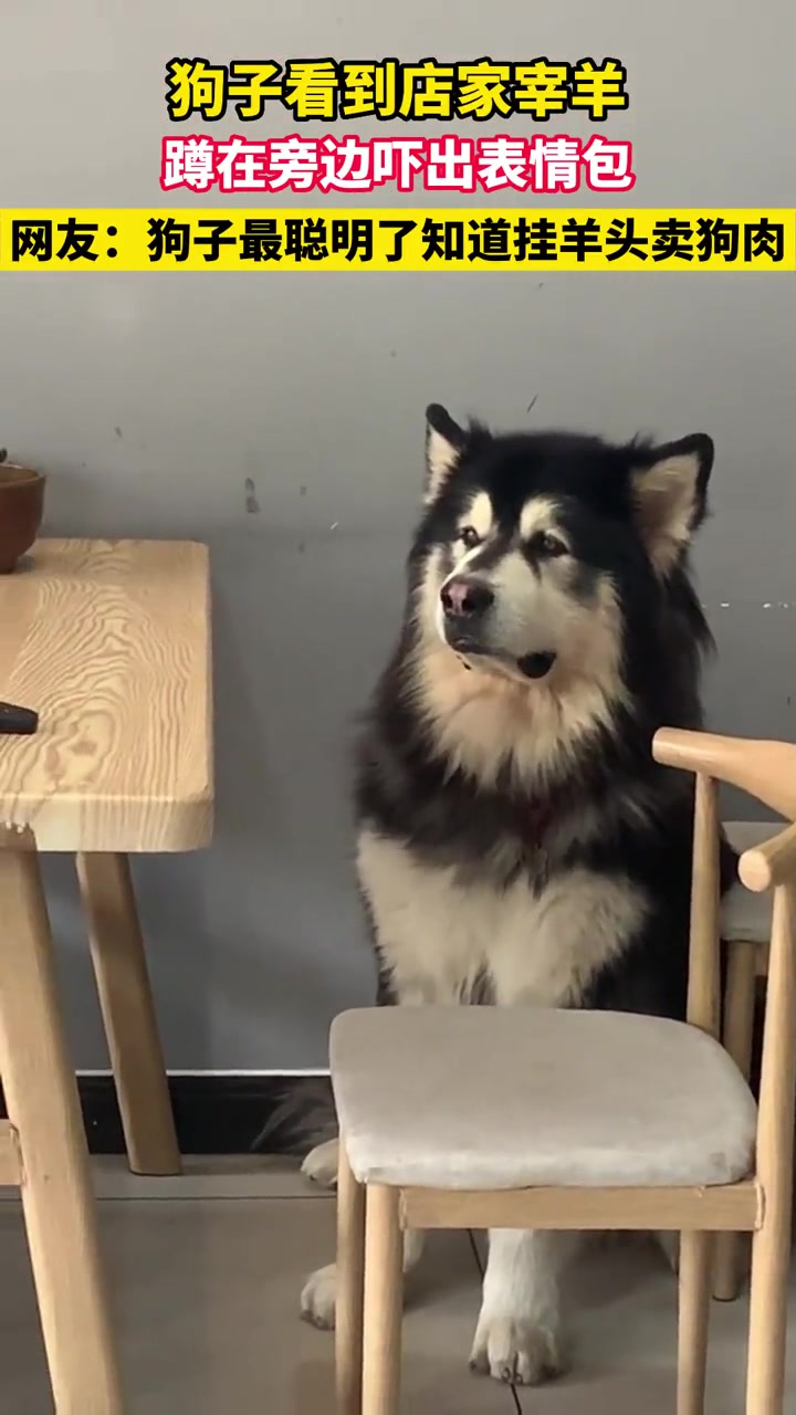 挂羊头卖狗肉 狗狗 表情包 来源
