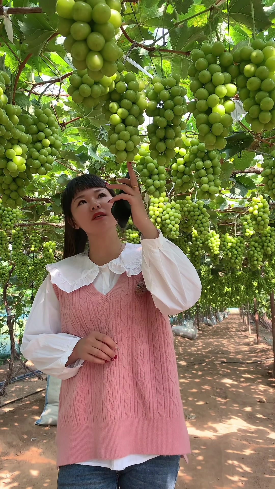 阳光玫瑰葡萄树苗