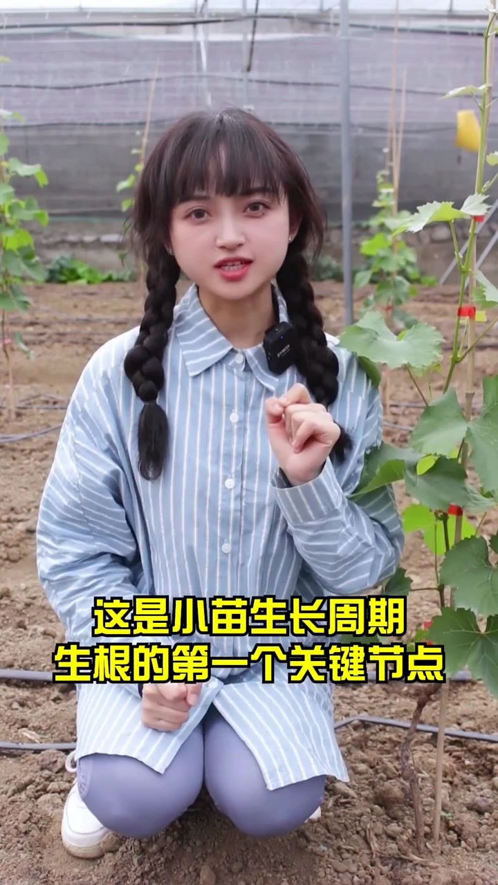 阳光玫瑰小苗管理技术。品种葡萄苗繁育基地