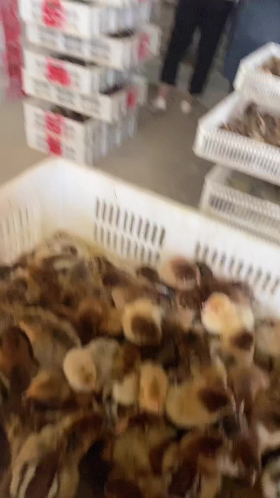 刚出壳的青椒麻鸡苗,分辨公母