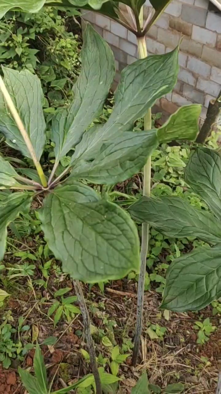 #三农# 七叶一枝花,中药名。为百合科植物华重楼和七叶一枝花的根状茎。华重楼分布于陕西、江
