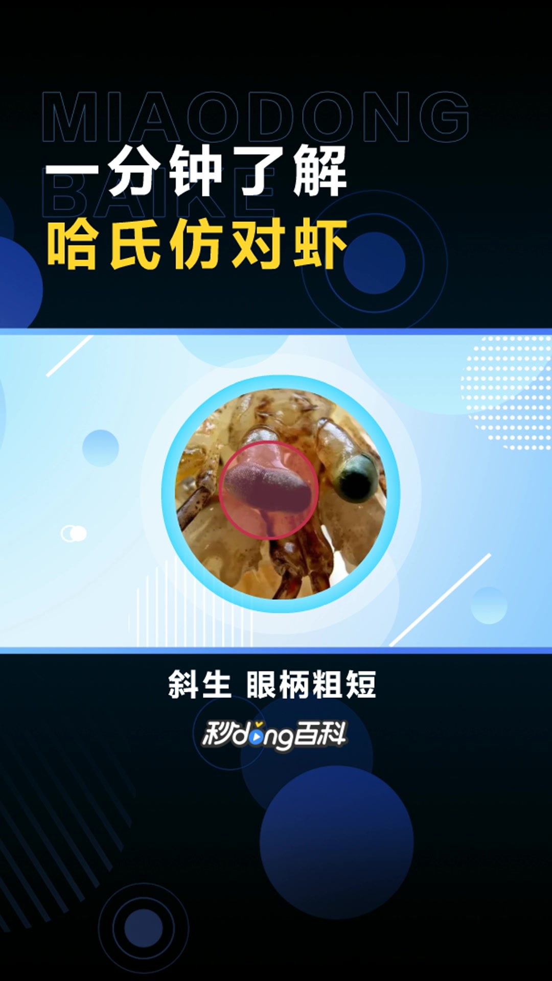 哈氏仿对虾:对虾科仿对虾属动物