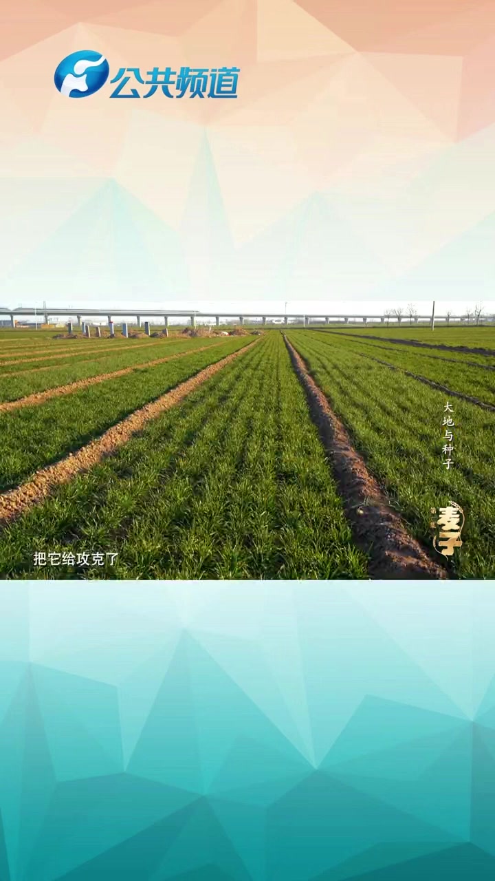 「18博士养一个孩子 德智体全面发展」矮抗58,是一个小麦品种,在新中国小麦育种史上,它非