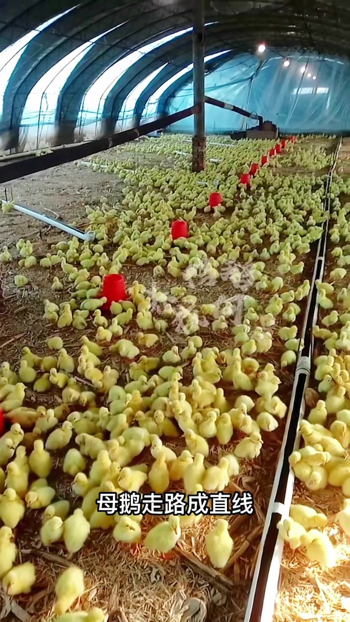 小鹅怎么分公母你知道吗?