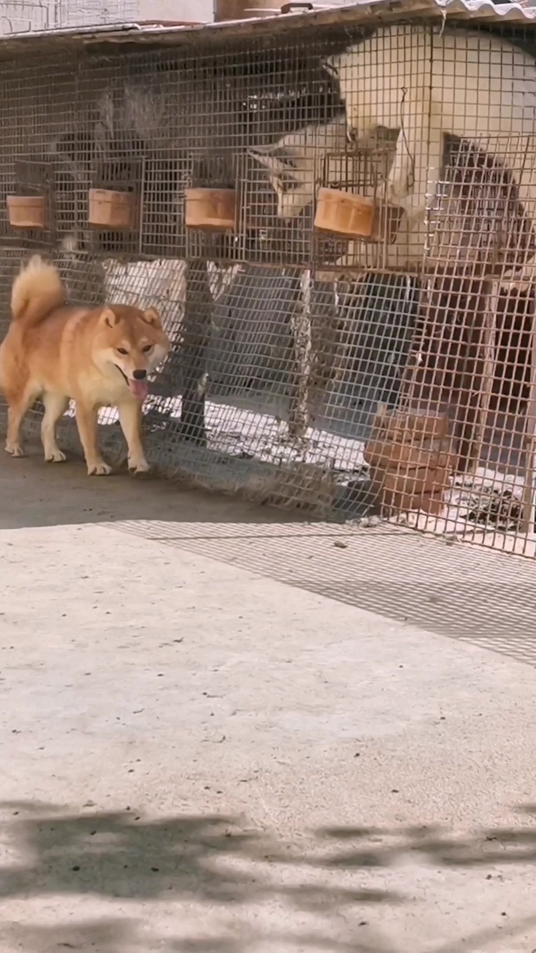喜欢小柴犬的来!自家繁殖小柴犬