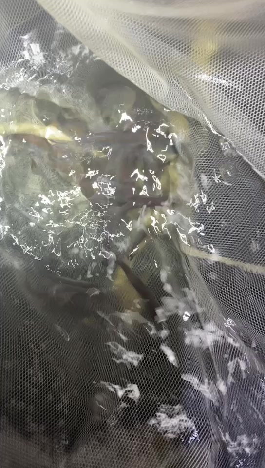 刚果美人种鱼尺寸5-6和6-7cm可选公母。可以全公可以全母