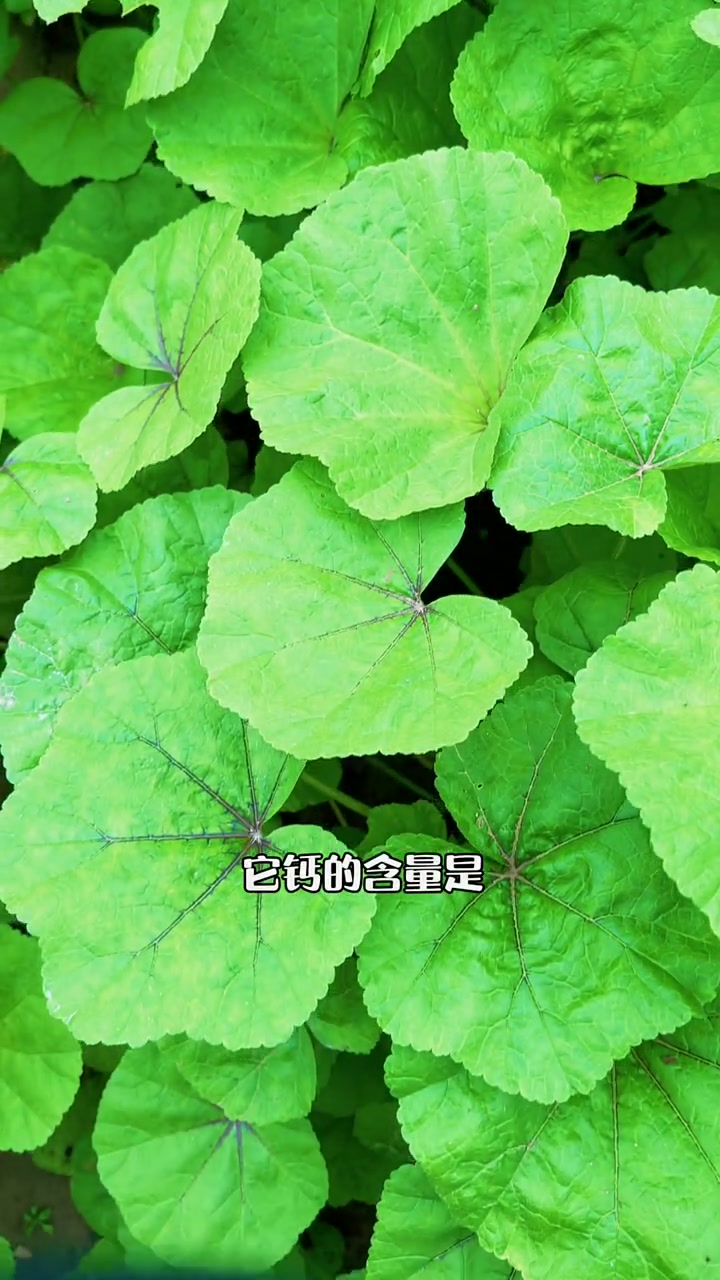 高钙糯米冬寒菜,秋冬季节可以种植,好吃又好种