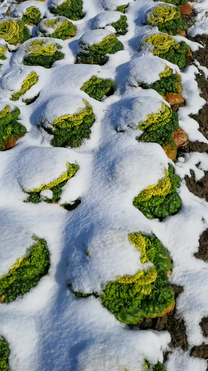 有人说他比普通白菜好吃20倍,雪下乌塌赛羊肉