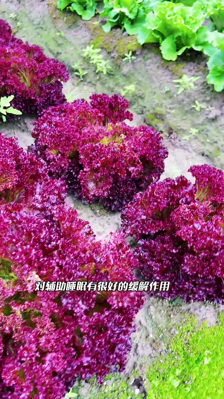 最早来自地中海沿岸的紫叶生菜,浑身都是宝 农业种植