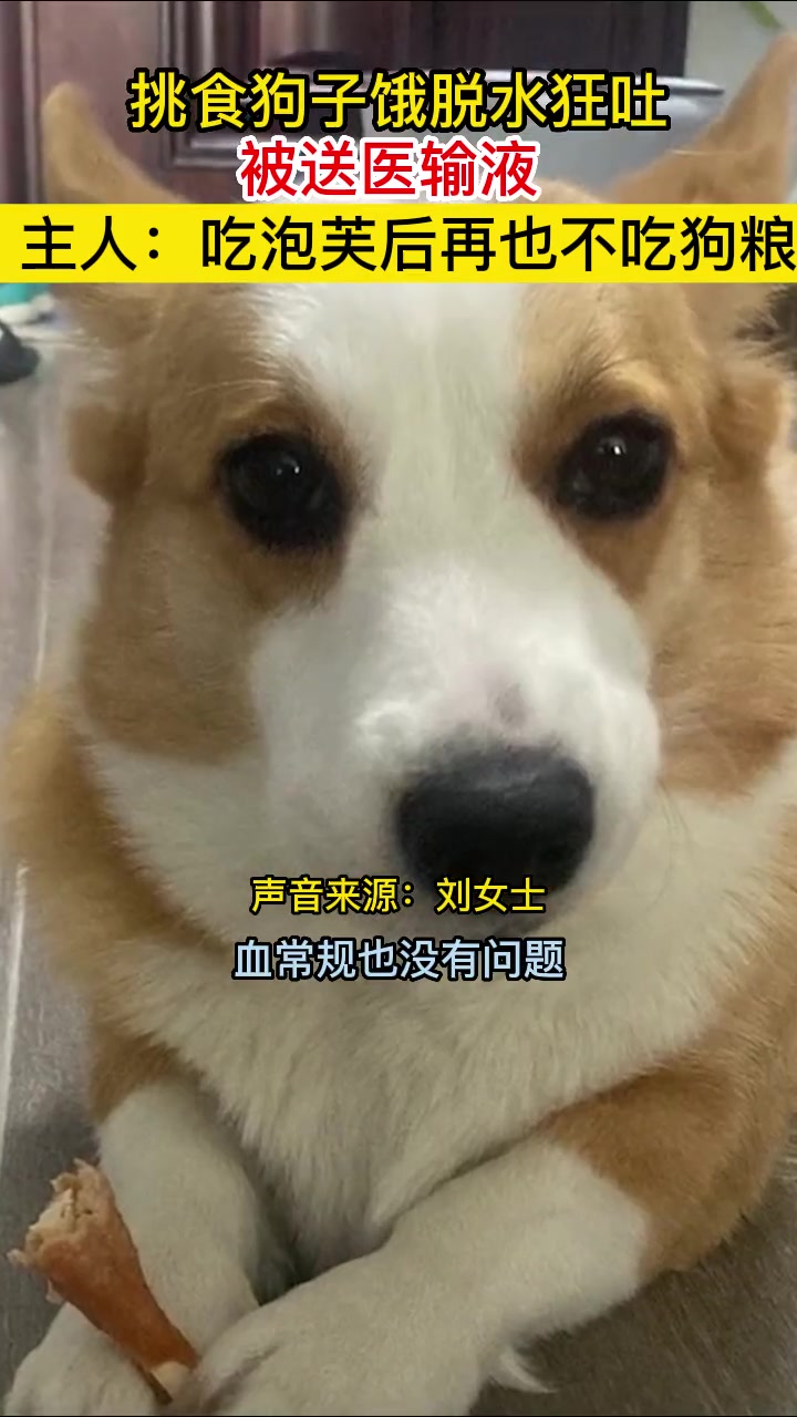 挑食狗子饿脱水狂吐被送医输液 主人:它吃一次泡芙后再也不肯吃狗粮 小狗狗能有什么坏心思