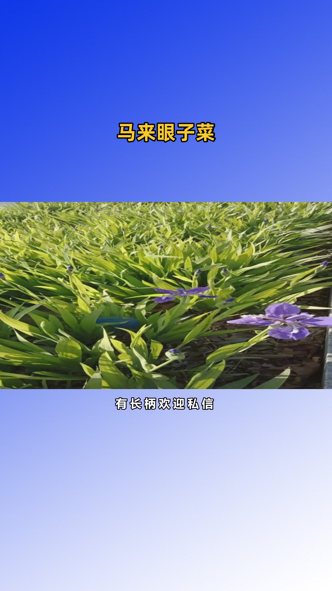 眼子菜种苗栽培