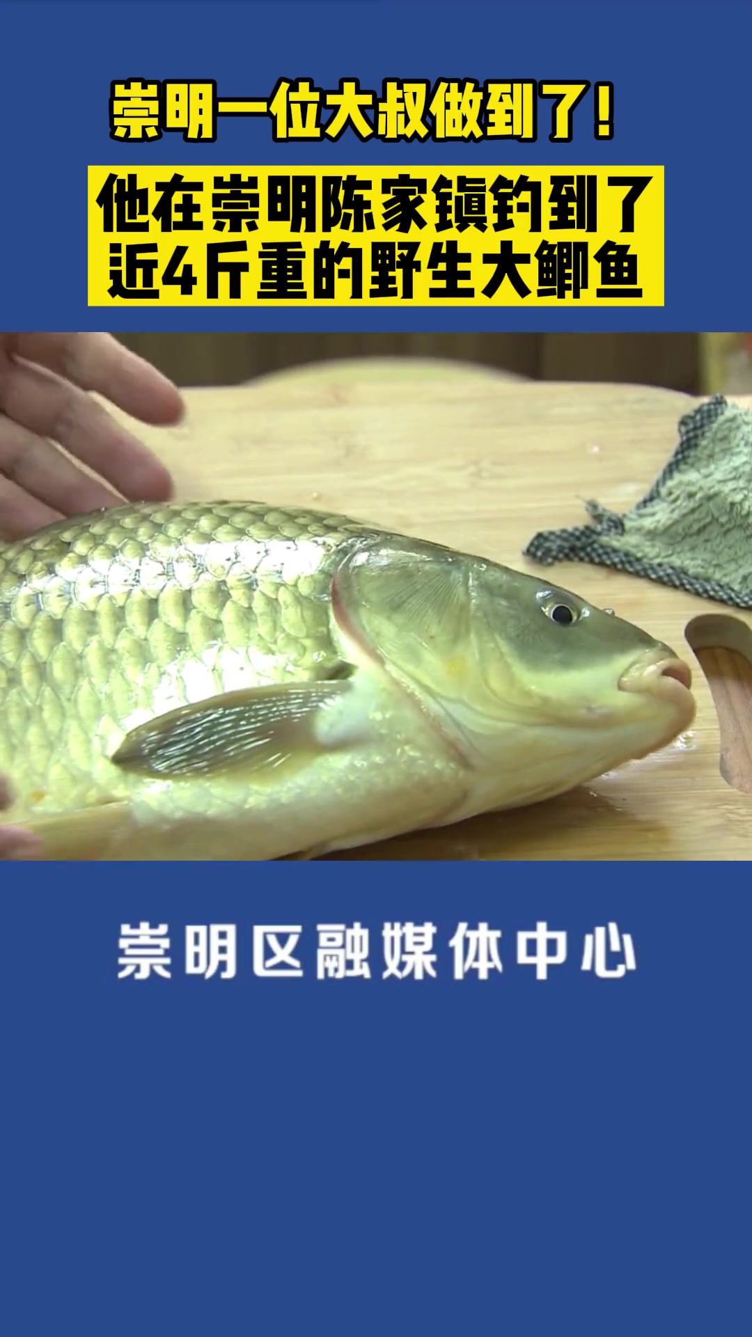 你见过4斤重的野生鲫鱼吗?这是鲫鱼成精了吗?你们说这条鱼好不好吃?它会不会是什么杂交品种?