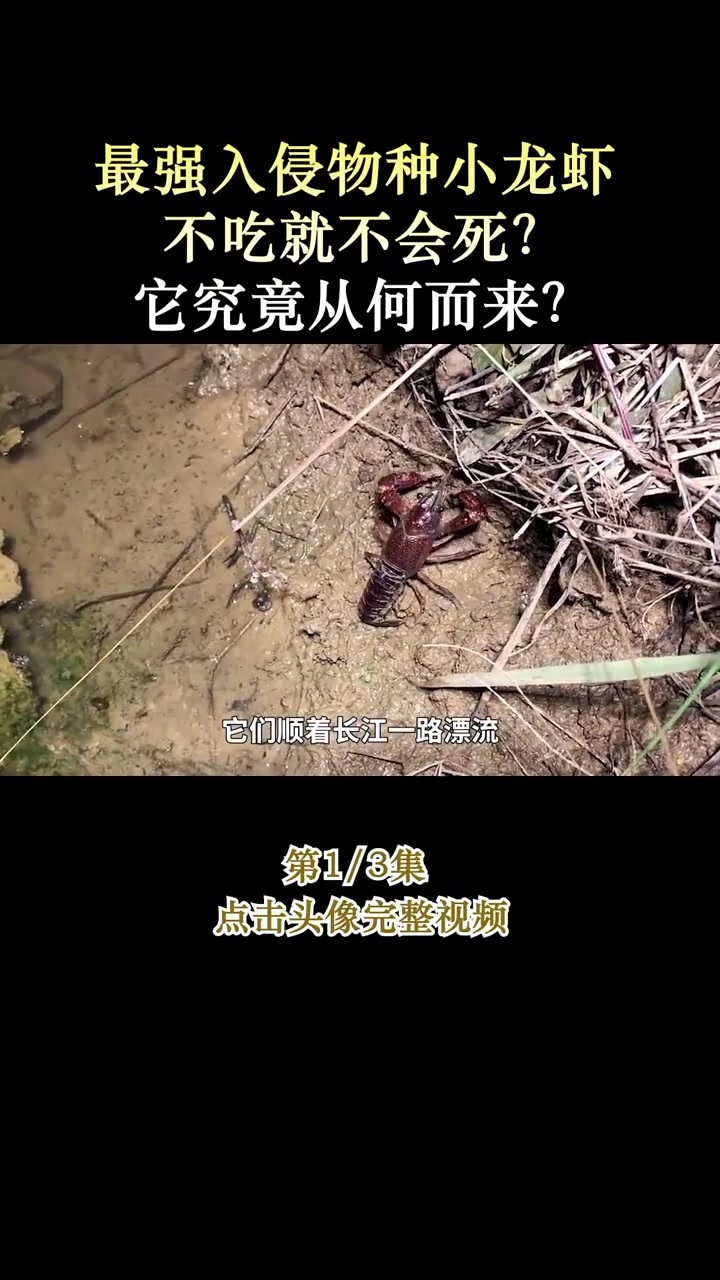 最强入侵物种小龙虾,不吃就不会死?它究竟从何而来?