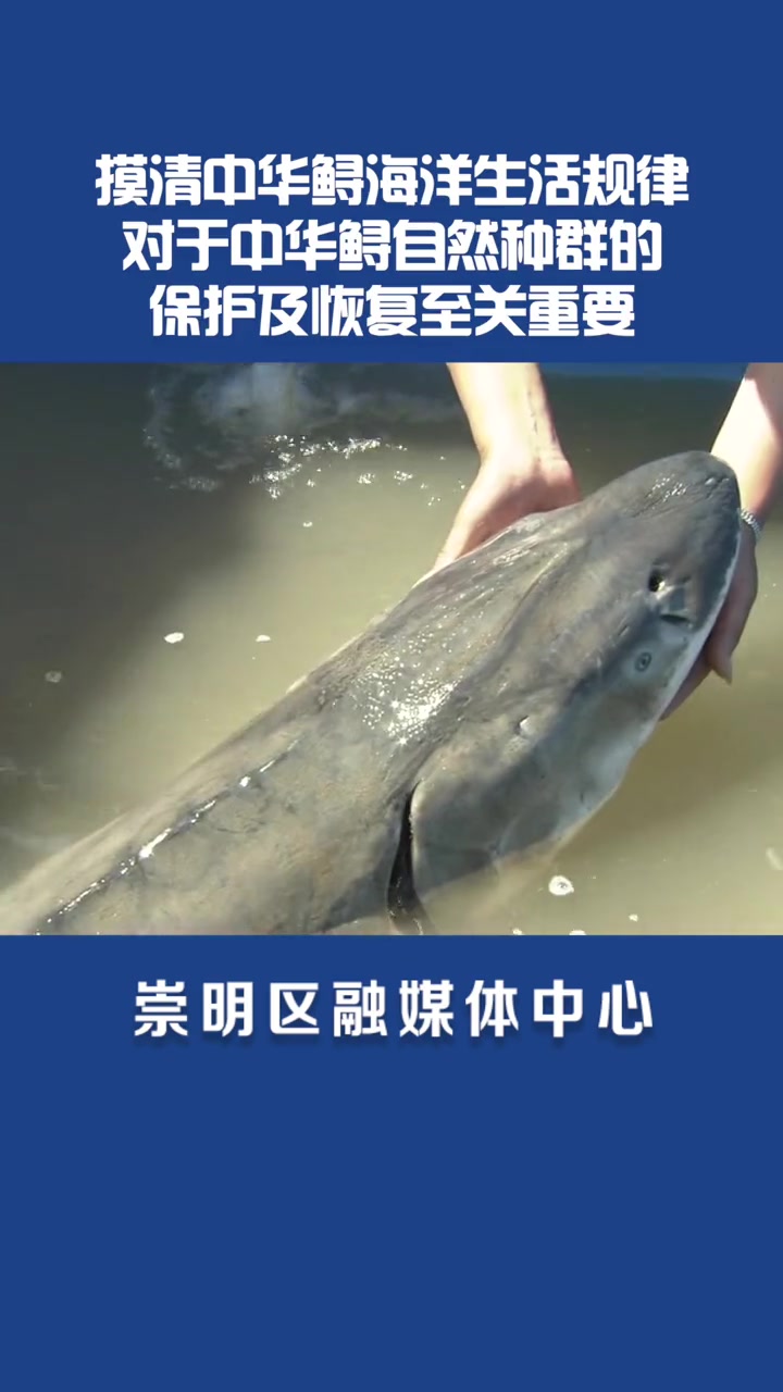 这些在 崇明 被放流的 鱼 是什么?为什么要对它们进行 科研 放流?长江生态保护 保护濒危