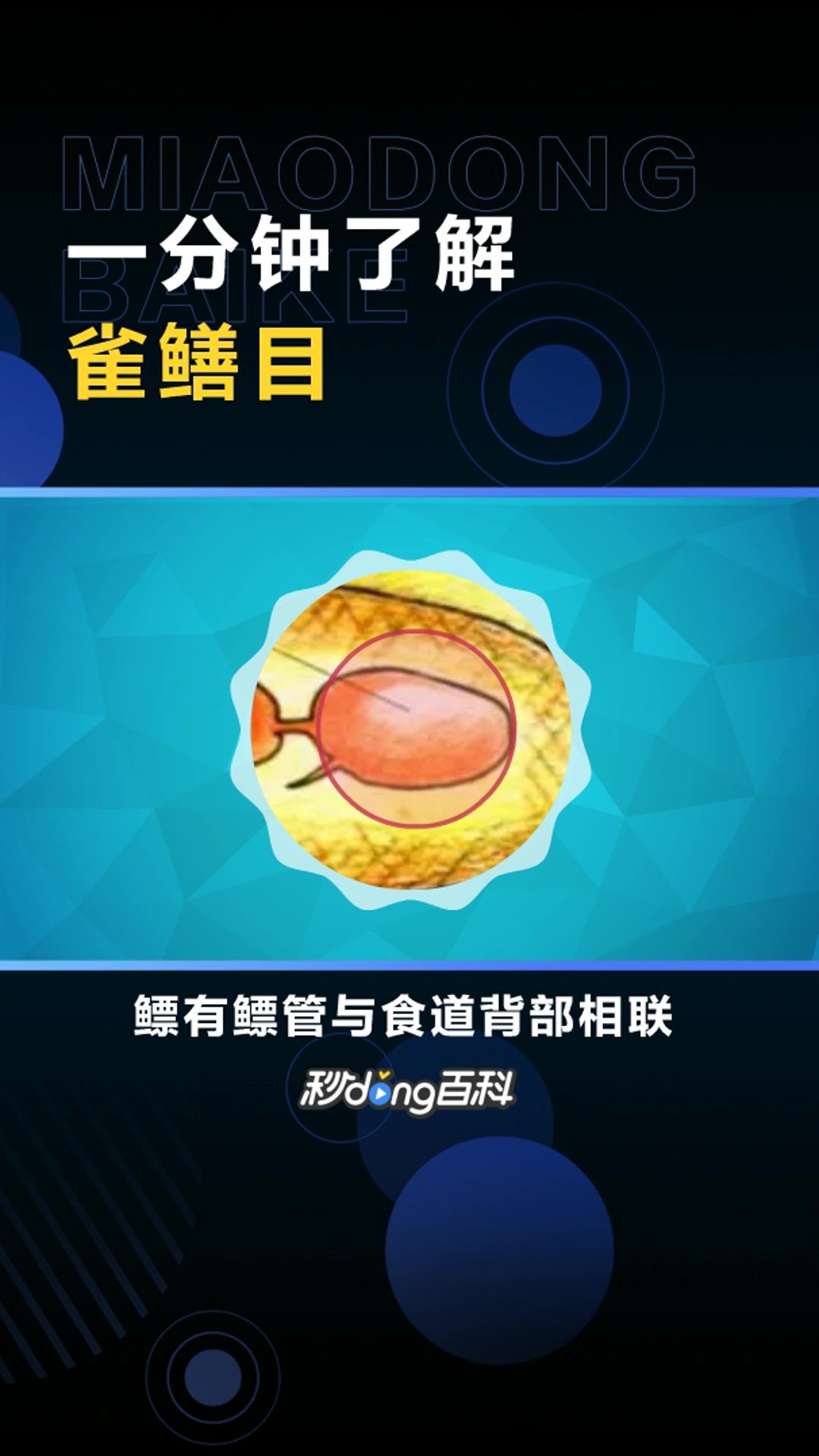 雀鳝目:硬骨鱼纲辐鳍鱼亚纲的一目