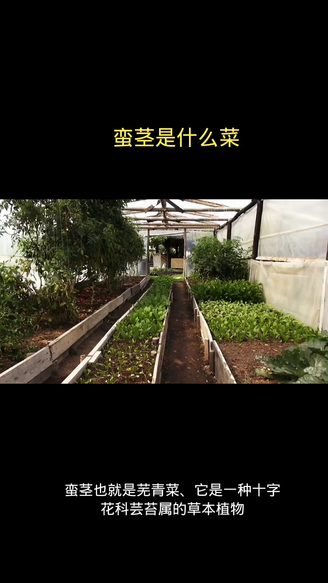 蛮茎是什么菜  