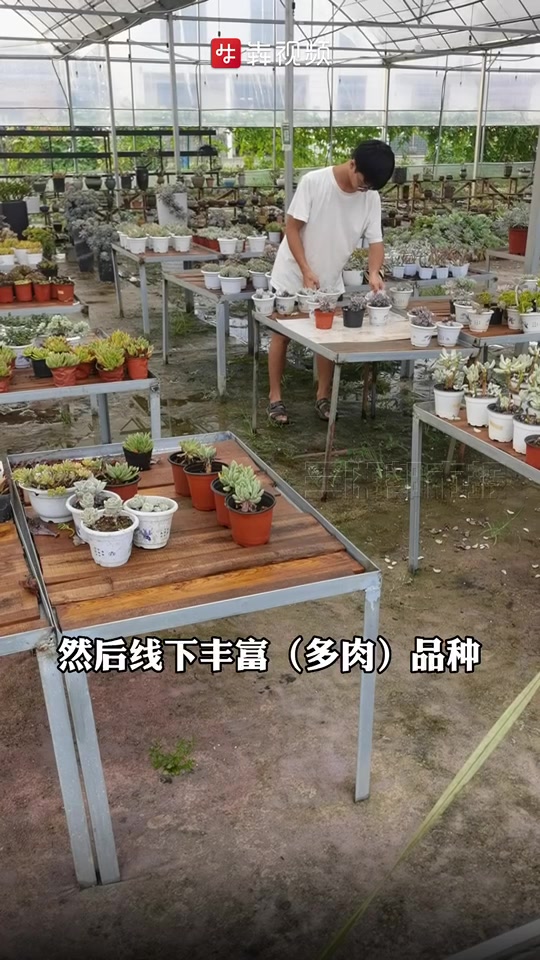 想建自己的“多肉王国”,长沙残障大学生养多肉年入百万