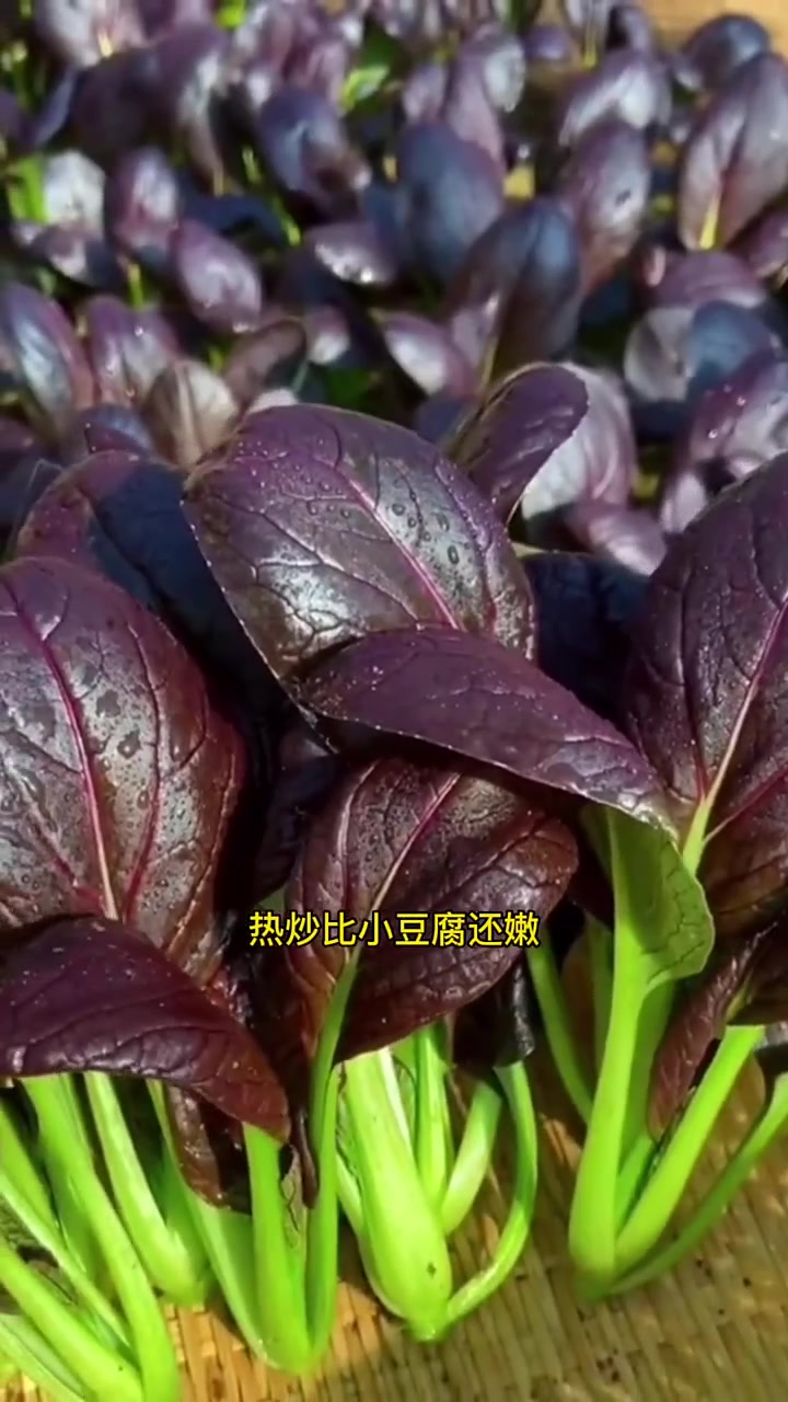 如果三伏天你种点菜,我推荐你种这款紫油菜,满满的花青素