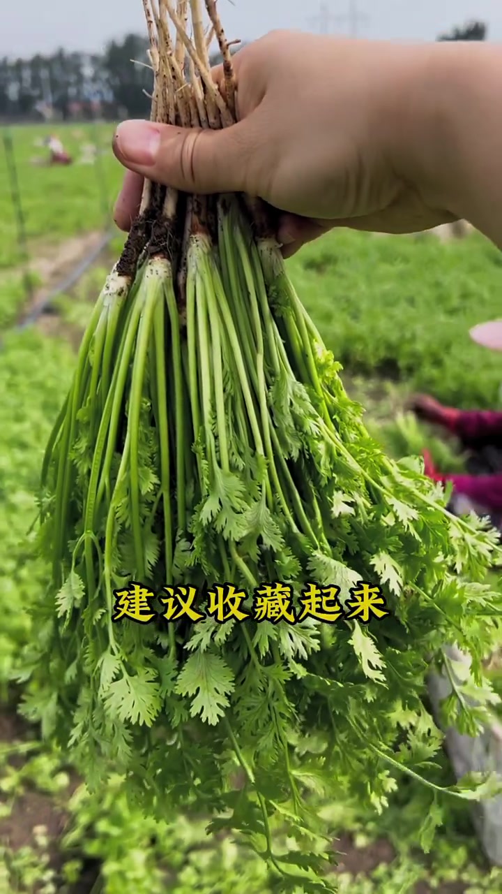 用这个方法种植香菜出苗快不生病,您也试试吧!香菜种植