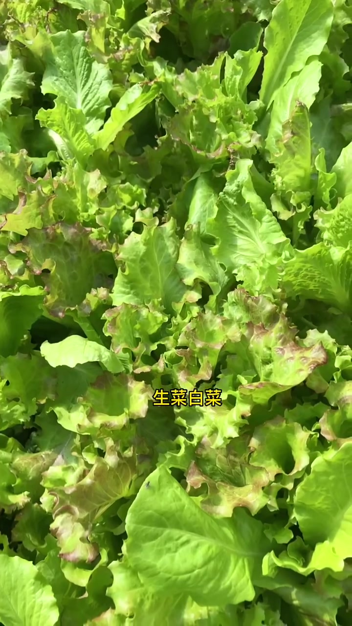 哪些蔬菜适合夏天种植 今日三农爆款 蔬菜种植 耐热蔬菜