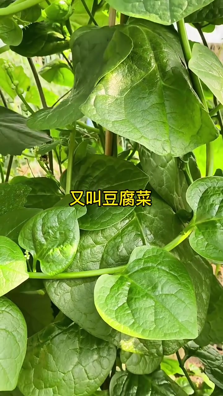 适合夏季高温种植的蔬菜 农业种植技术 农技人