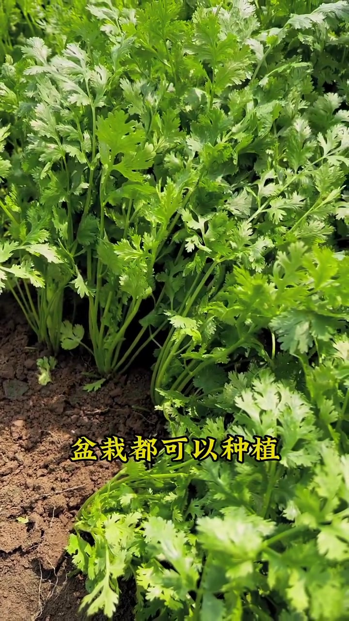 速生香菜出苗快长的齐 香菜 香菜种植 种菜