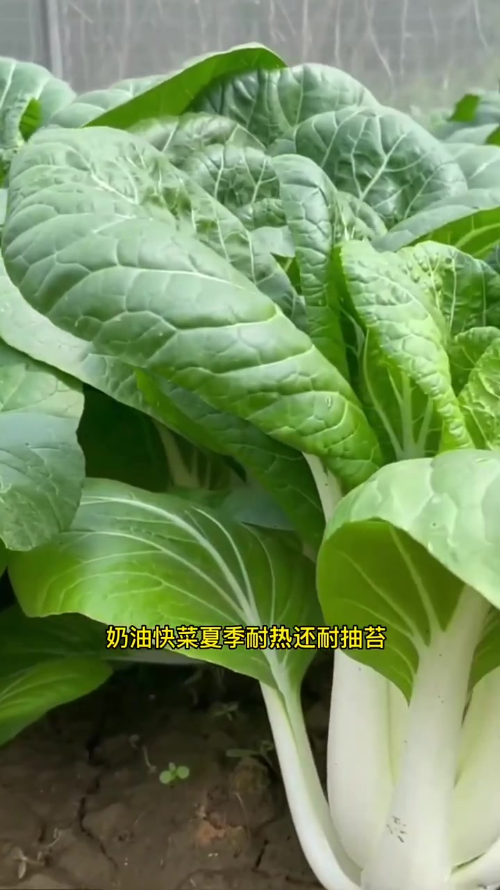 夏季种植的耐热蔬菜有哪些 三农 农技人 耐热蔬菜