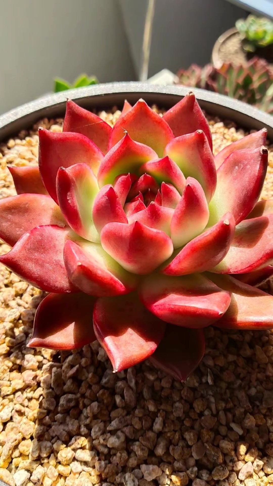 秋天是多肉最出彩的季节