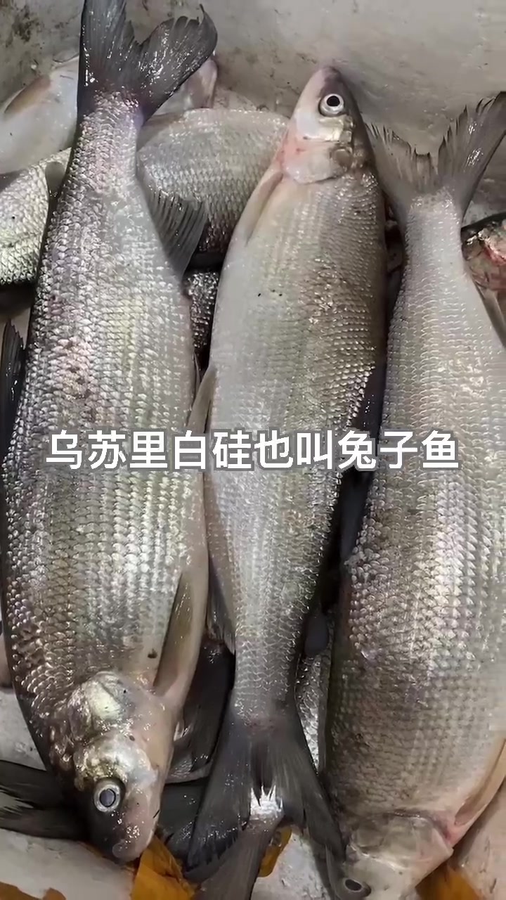 兔子鱼,适合家常炖,红烧,蒜瓣肉,鲜