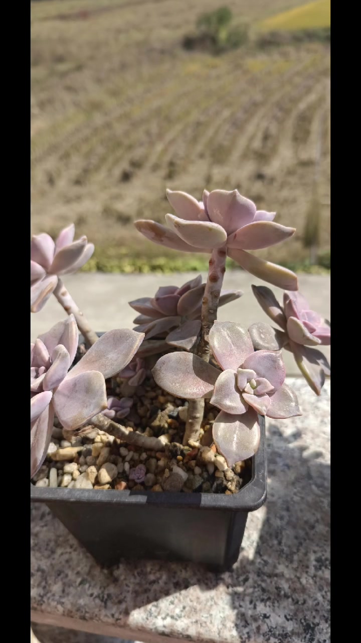 多肉出状态越来越漂亮了