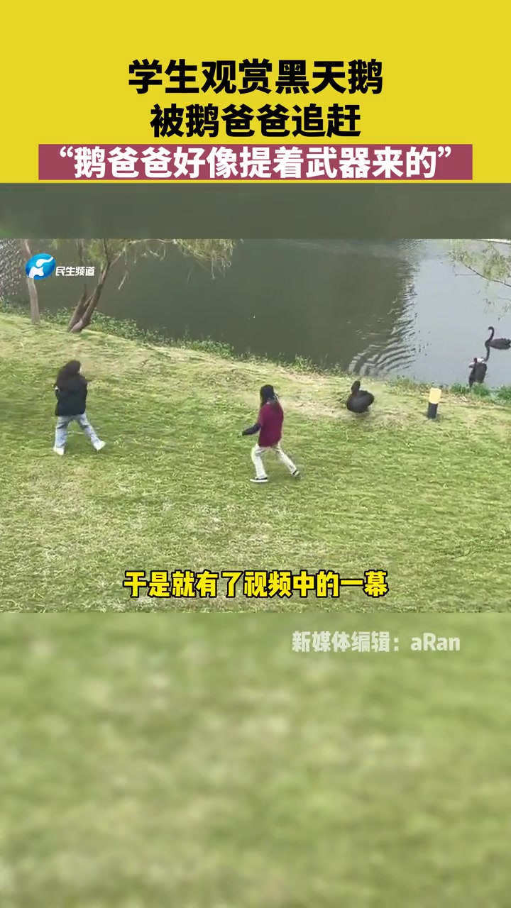 10月14日 上海 学生观赏黑天鹅,被鹅爸爸提着“武器”追赶 大学生日常 搞笑