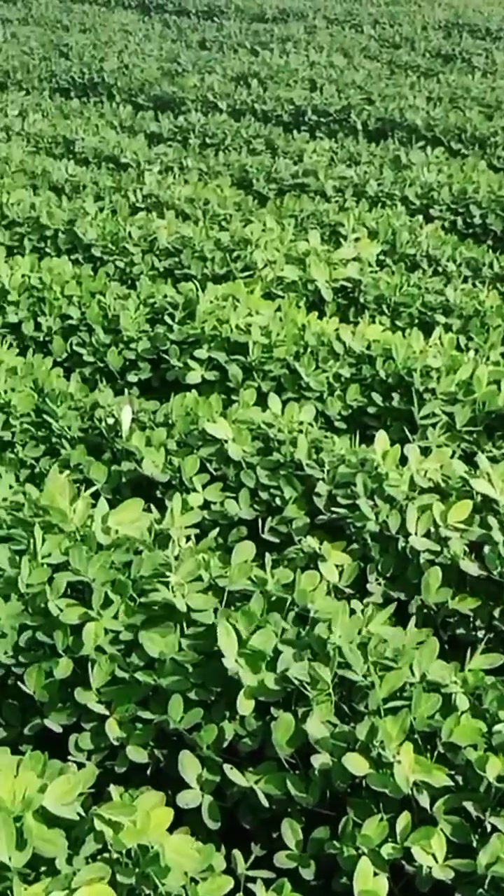 花生种植与管理,聚焦三农服务百姓