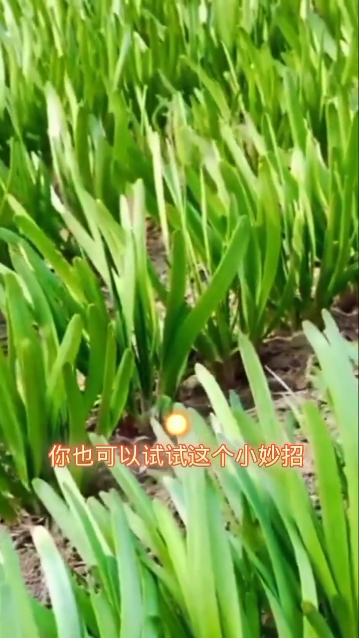 韭菜病虫害,传播农业小知识