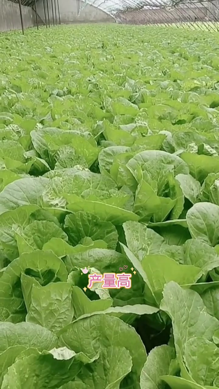 种植大白菜施肥管理技术