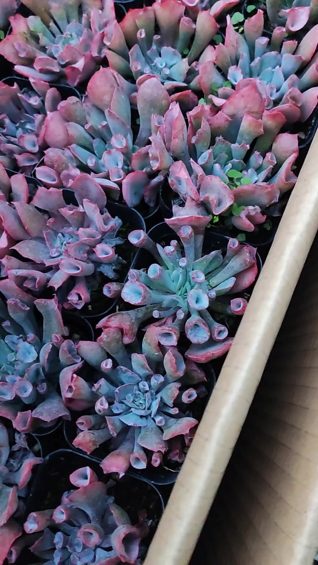 80后宝妈一枚,多肉植物爱好者一枚,百度新人报道,请多多关照