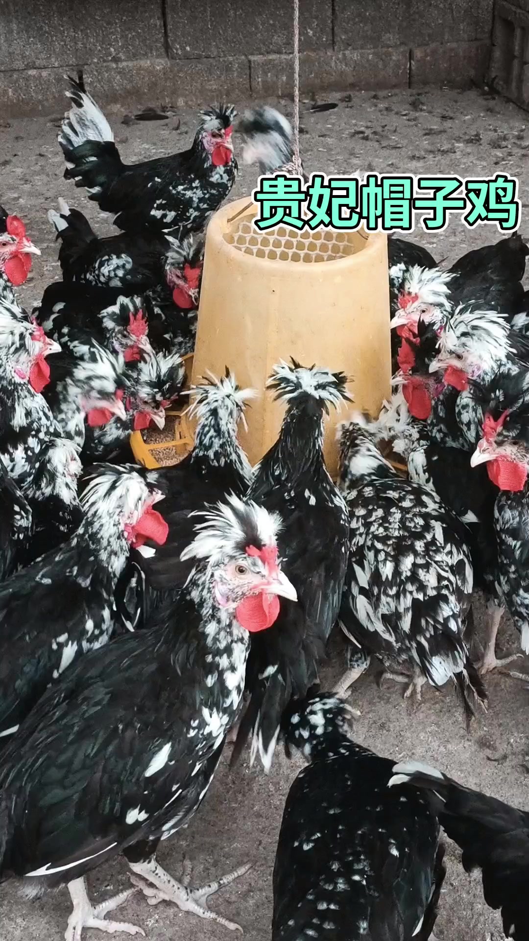 皇室特供贵妃帽子鸡