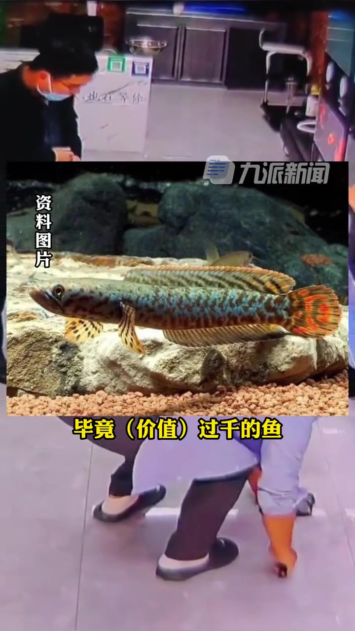 10月16日(采访时间),山东烟台,男子伸手逗鱼遭反咬,随后鱼苗跳缸摔落,店主:黄金眼镜蛇