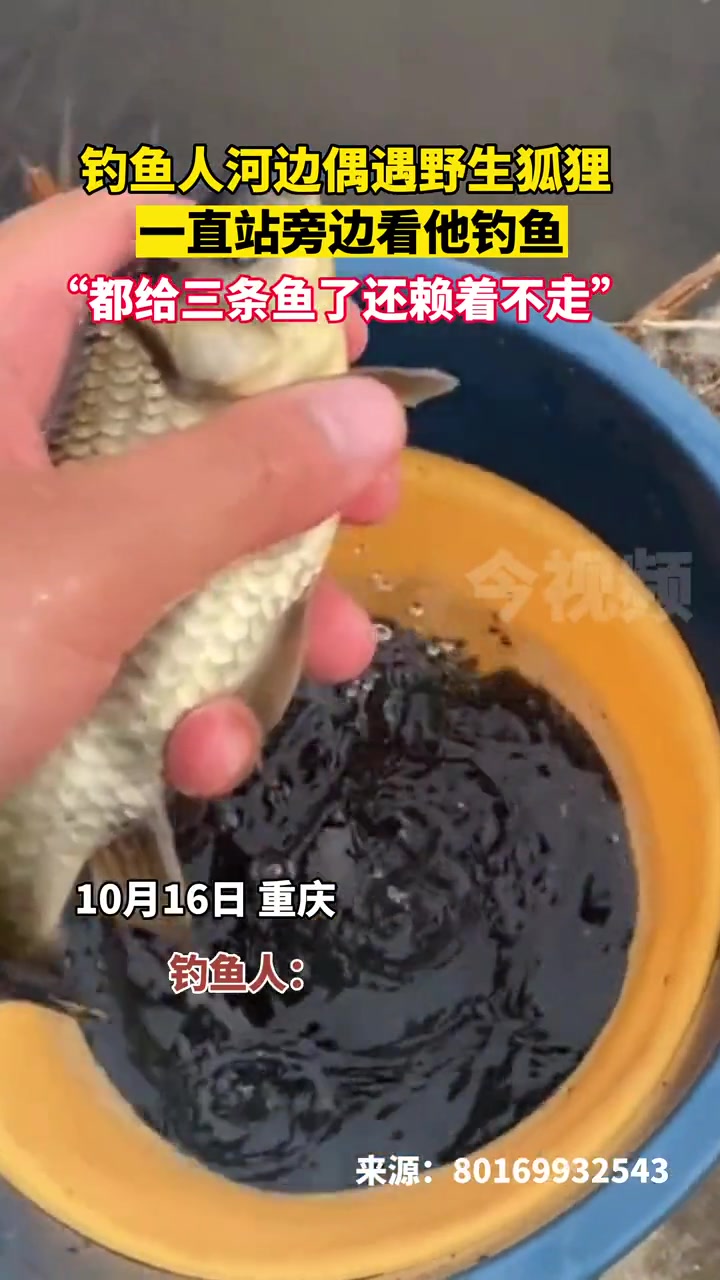 男子钓鱼偶遇狐狸,一直赖着不走,网友:晚上会有个大美女来报恩 来源:钓鱼人 狐狸 动物的迷