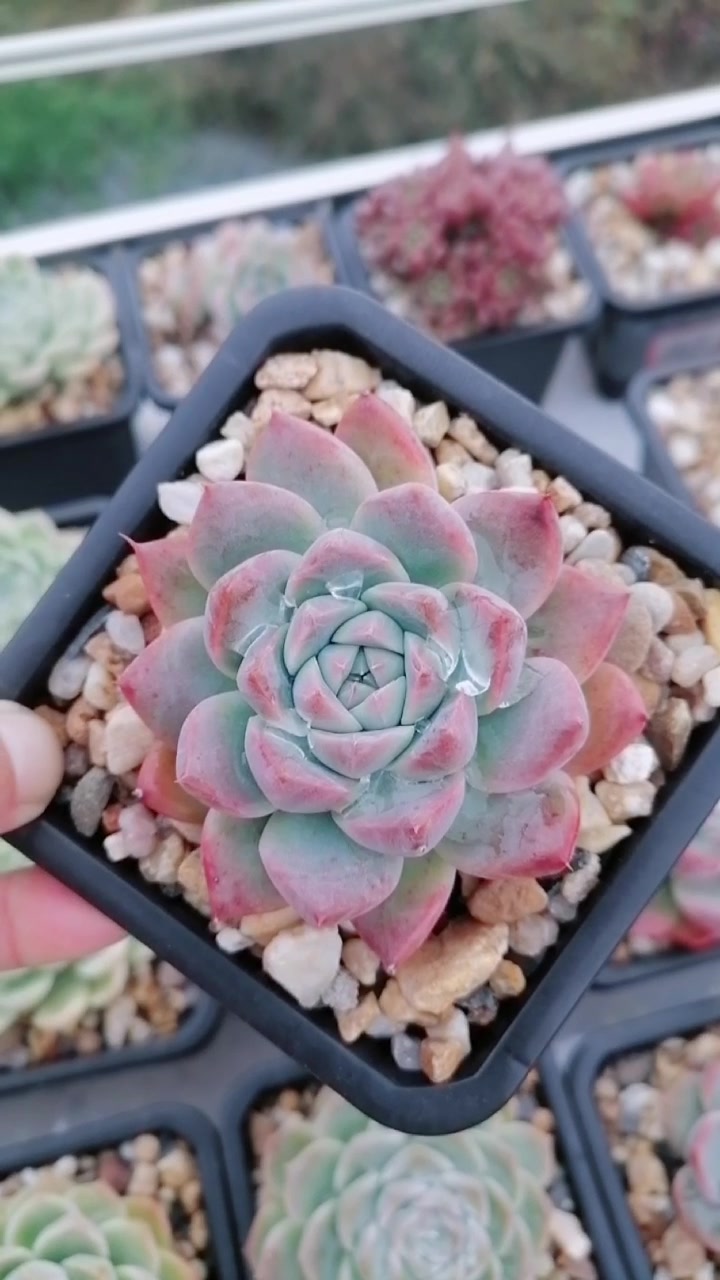 好养好看的多肉容易度夏,阿尔巴佳人,红唇,贵妃