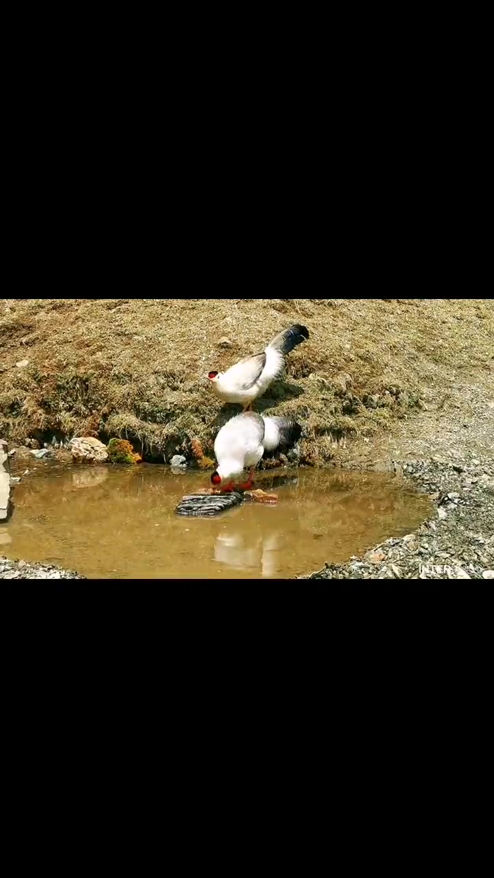高原野生白麻鸡,