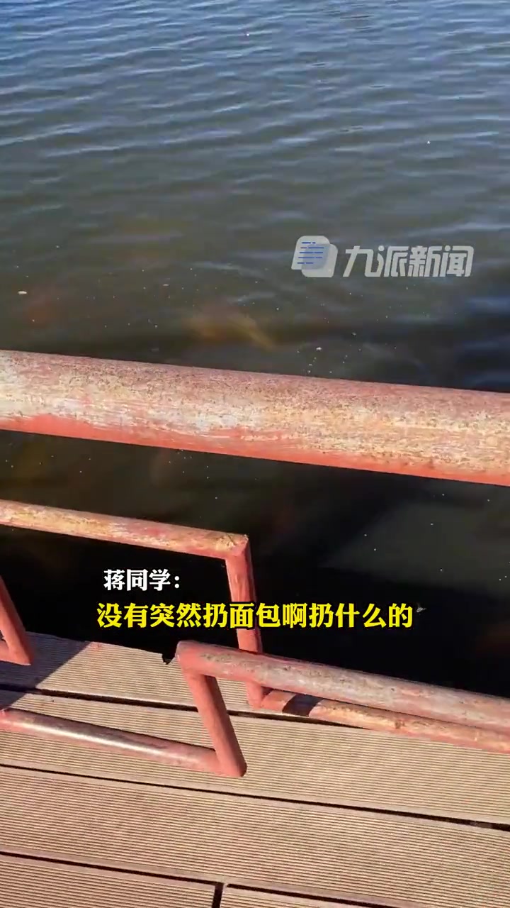 10月16日，天津，俩小伙向锦鲤许愿，第一个愿望还好，许完第二个愿望锦鲤瞬间散开……