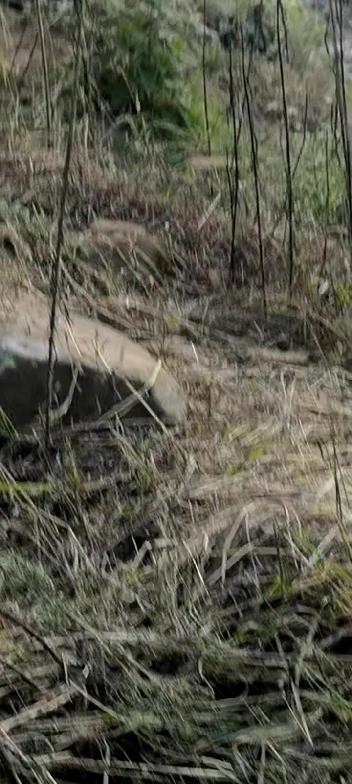 幺妹喂的野鸡,到处下蛋,找个蛋就像搞一次运动会一样