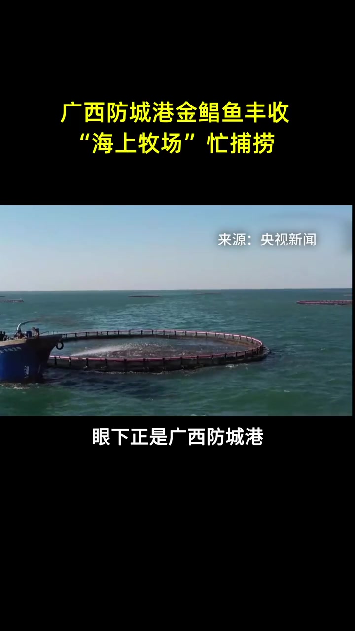 广西防城港金鲳鱼丰收 “海上牧场”忙捕捞 海鲜水产 金鲳鱼 水产养殖